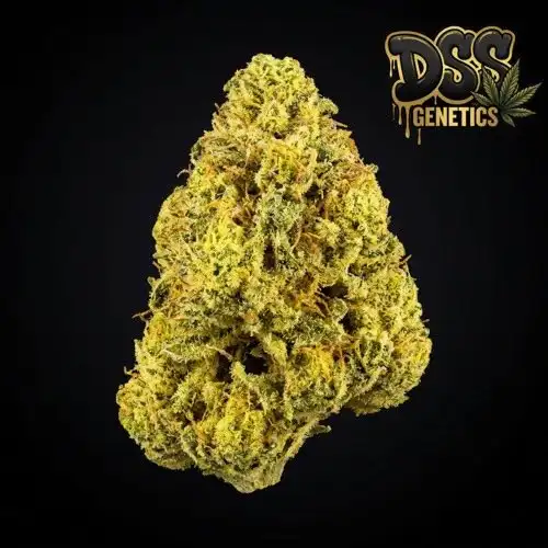 Lemon Skunk Feminized Seeds cannabis seeds