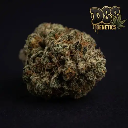 Lowryder Autoflower Seeds cannabis seeds