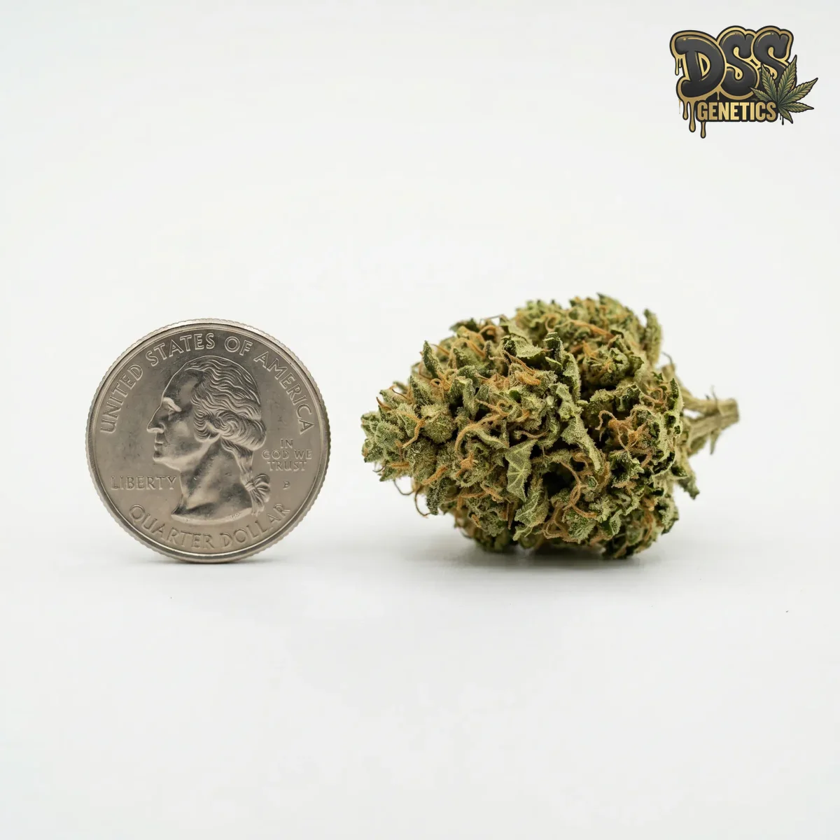 Lowryder Autoflower Seeds grow guide