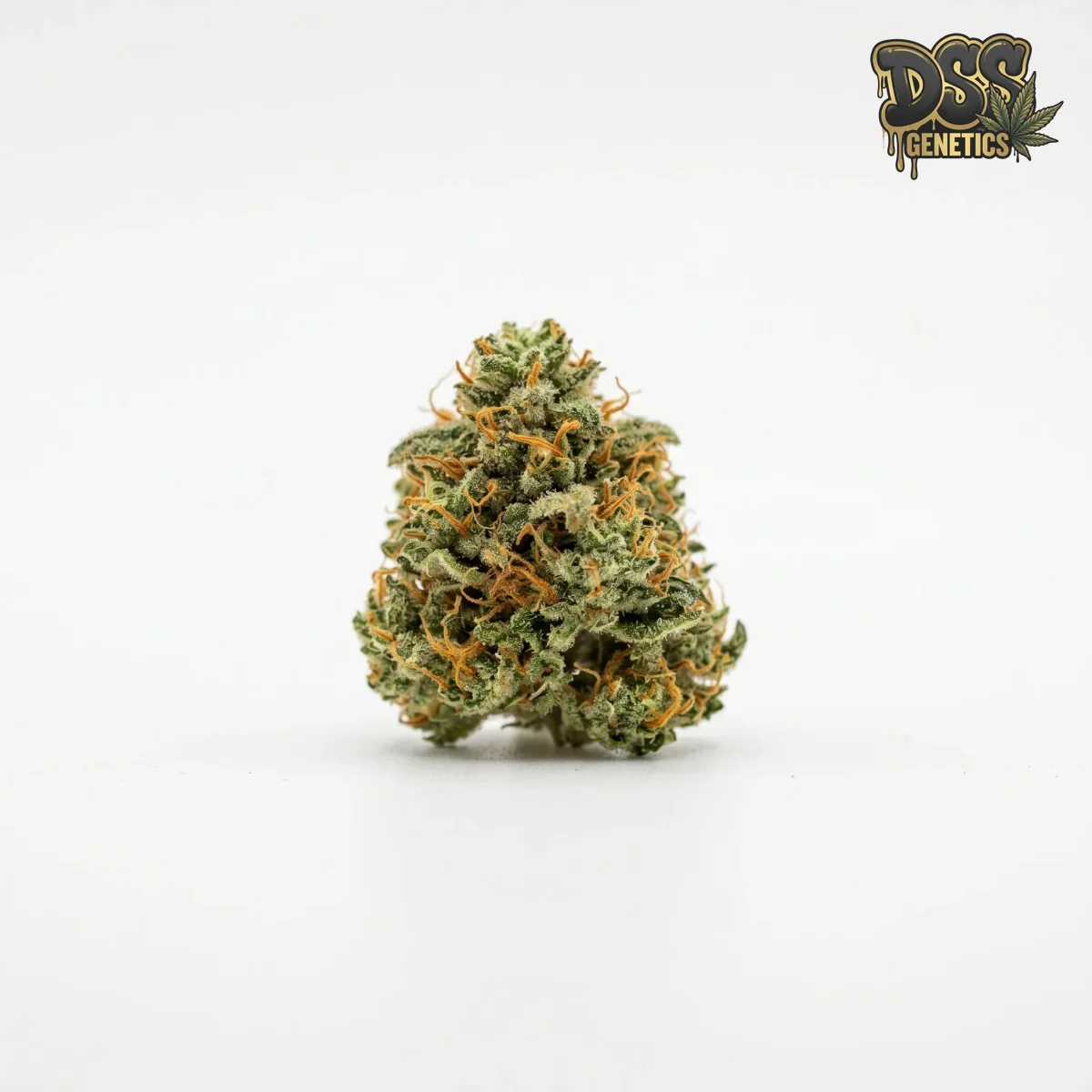 Lowryder Seeds - Feminized grow guide