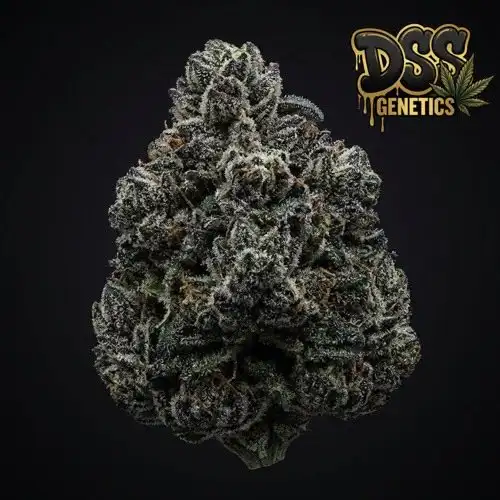 MK Ultra Feminized Seeds cannabis seeds – Feminized strain