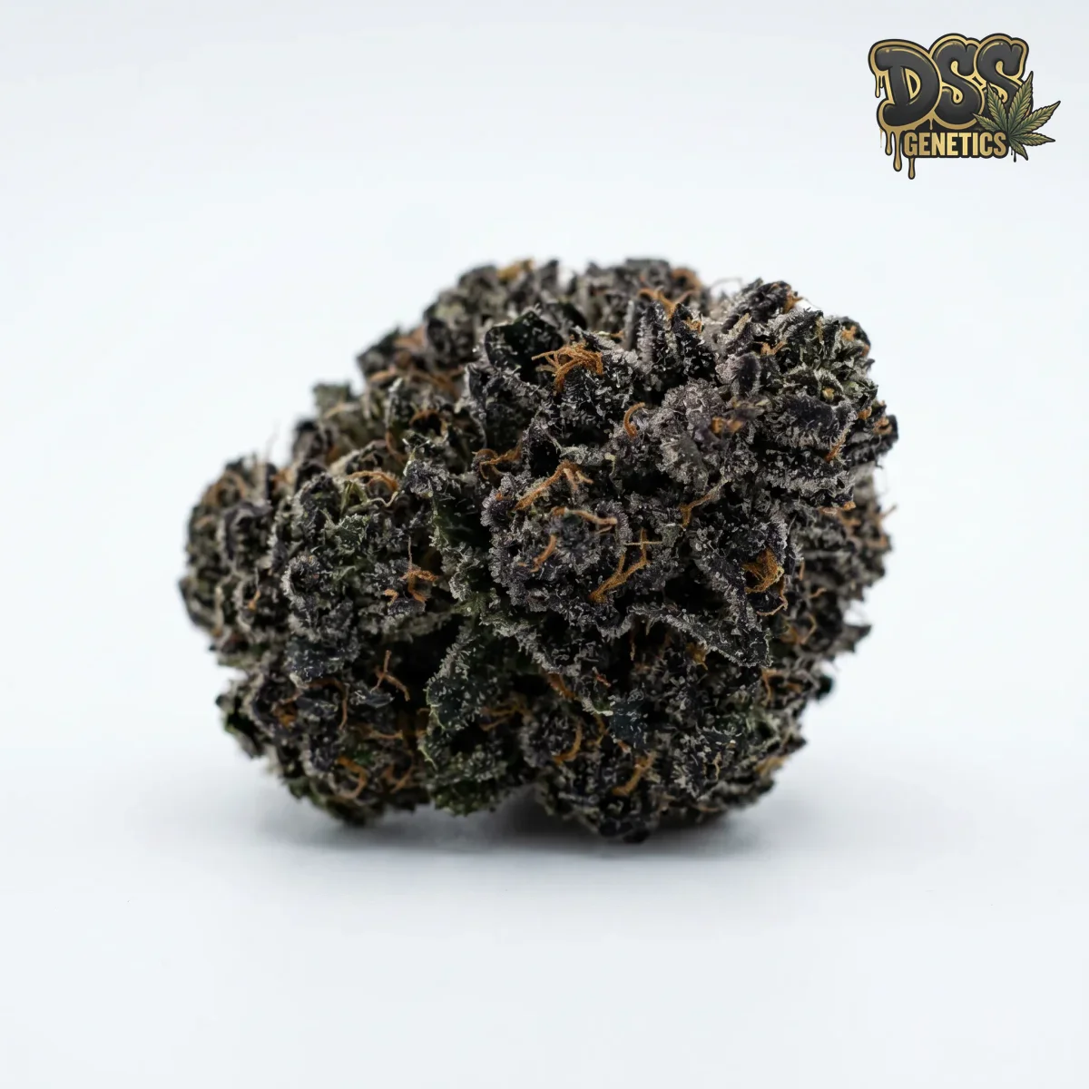 MK Ultra Feminized Seeds cannabis seeds