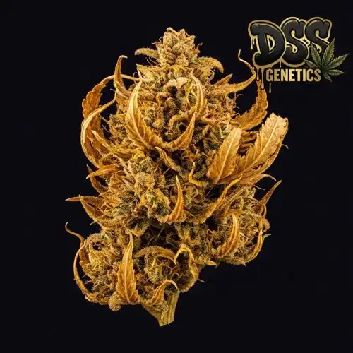 Malawi Gold grow guide