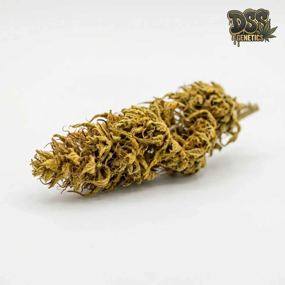 Malawi Gold Autoflower Seeds grow guide