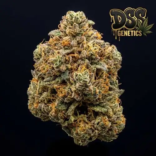 Mango Kush grow guide