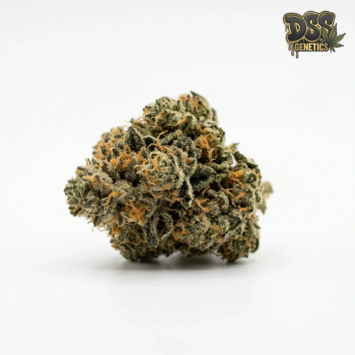 Mango Kush grow guide