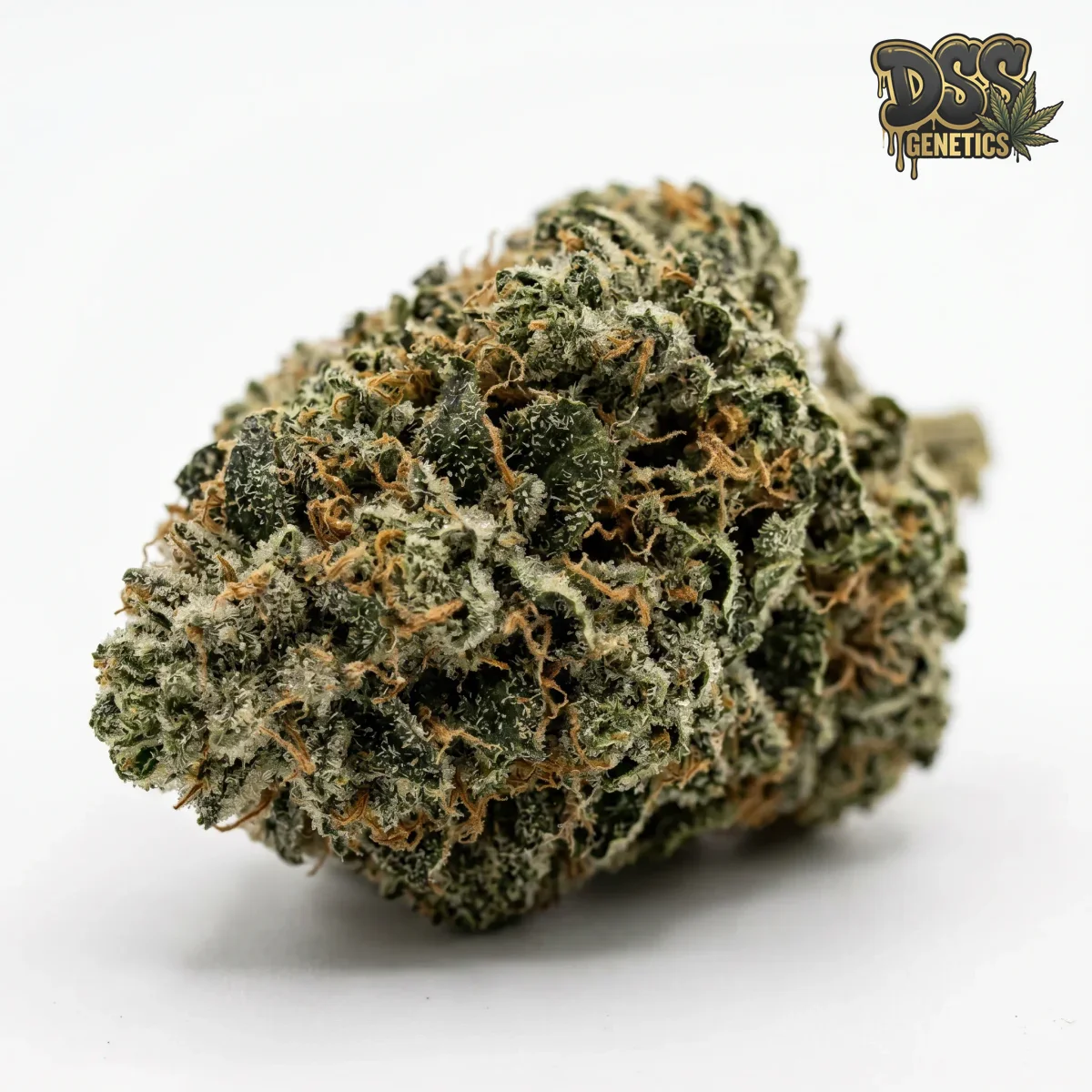Master Kush Feminized Seeds cannabis seeds