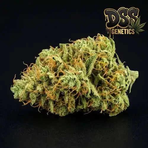 Maui Wowie Feminized Seeds cannabis seeds