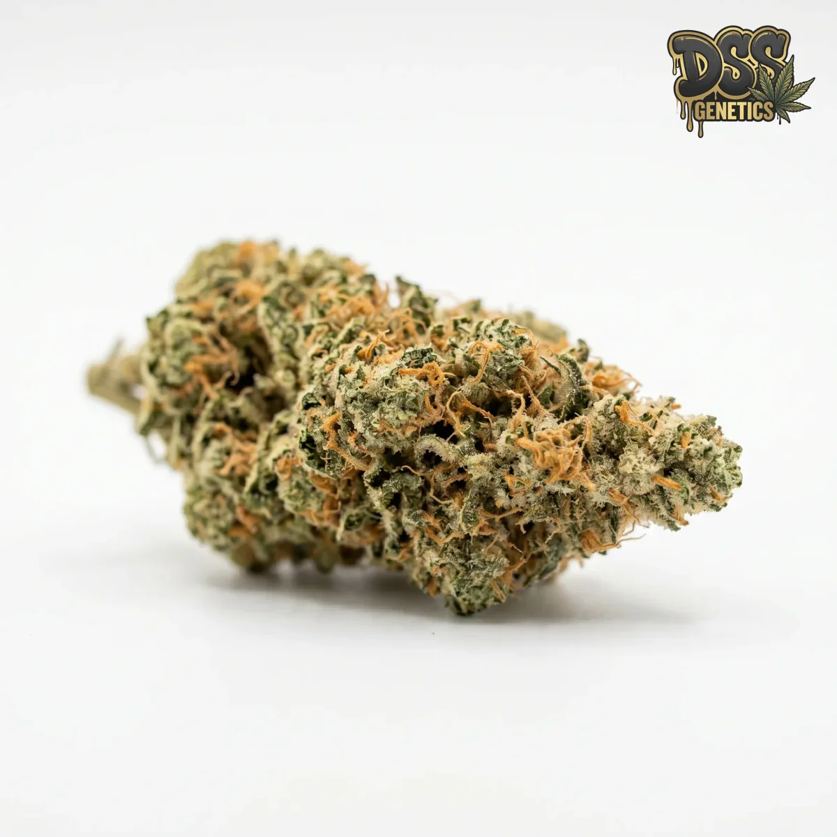 Maui Wowie grow guide
