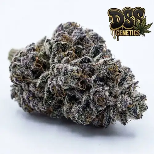 Mazar x Blueberry Feminized Seeds cannabis seeds