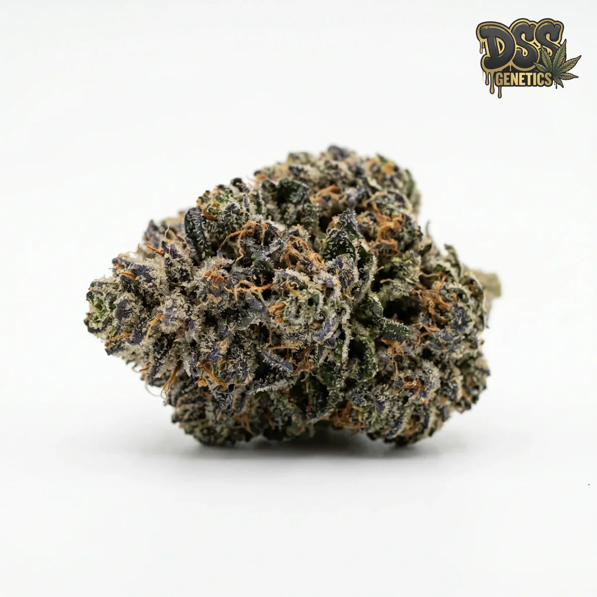 Mazar x Blueberry Feminized Seeds cannabis seeds