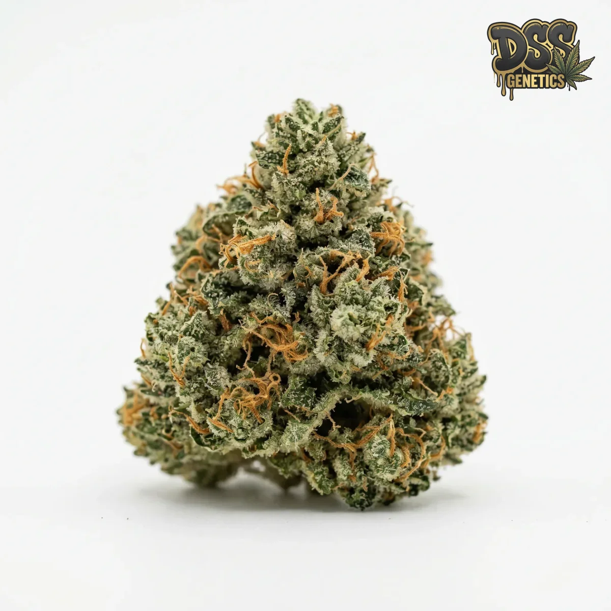 Medusa Feminized Seeds cannabis seeds