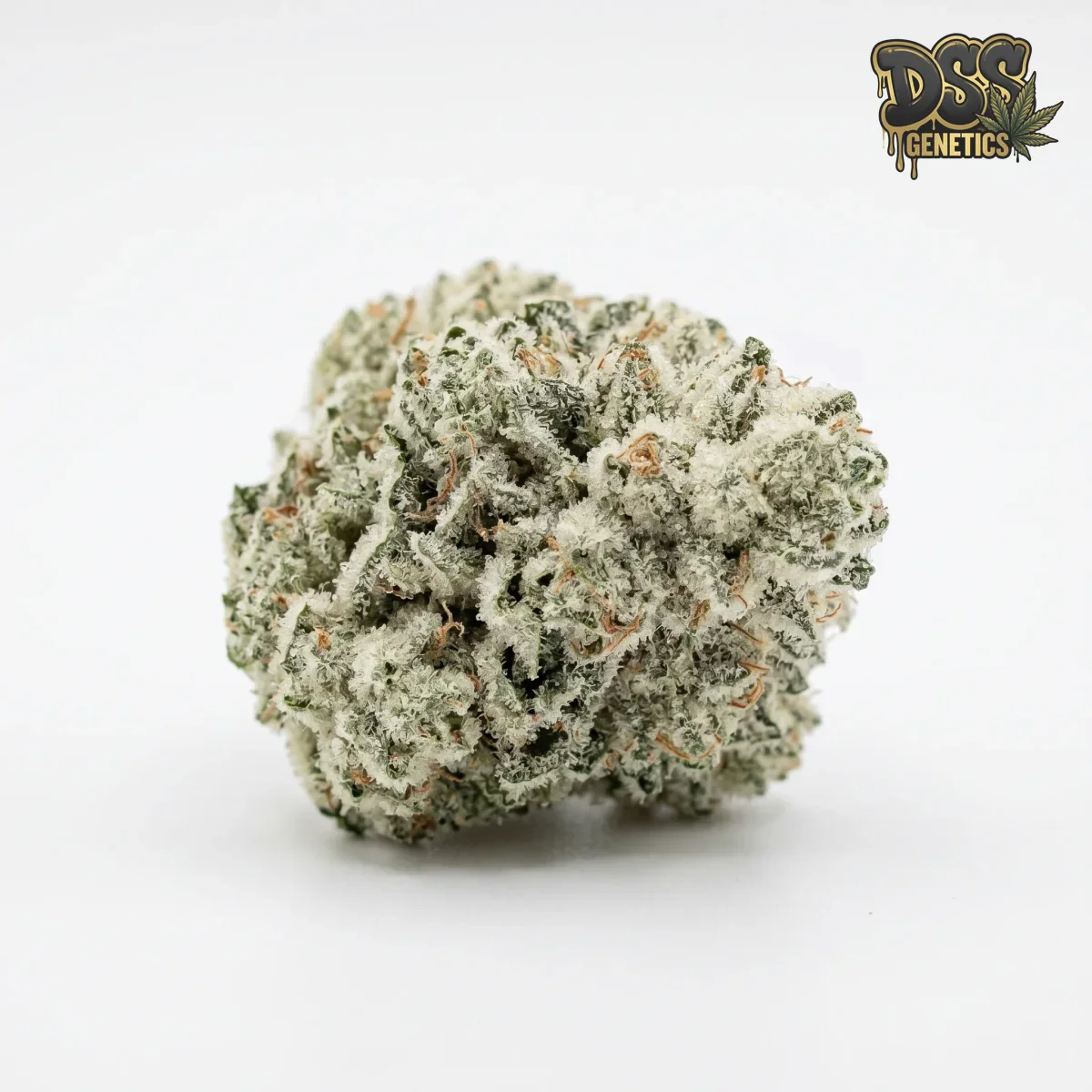 Miracle Alien Cookies Feminized Seeds cannabis seeds