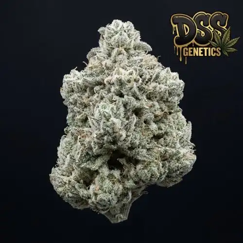 Moby Dick Feminized Seeds cannabis seeds