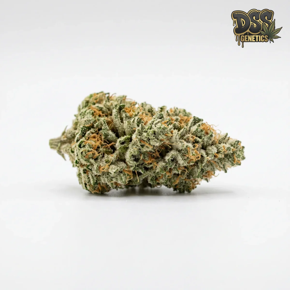 Moby Dick Feminized Seeds cannabis seeds