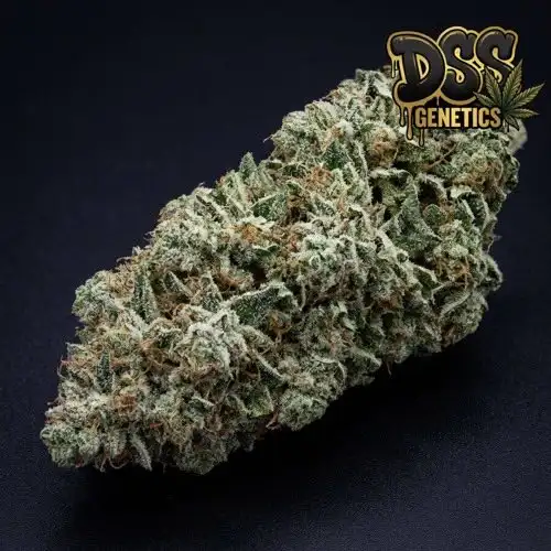 Monster Feminized Seeds cannabis seeds