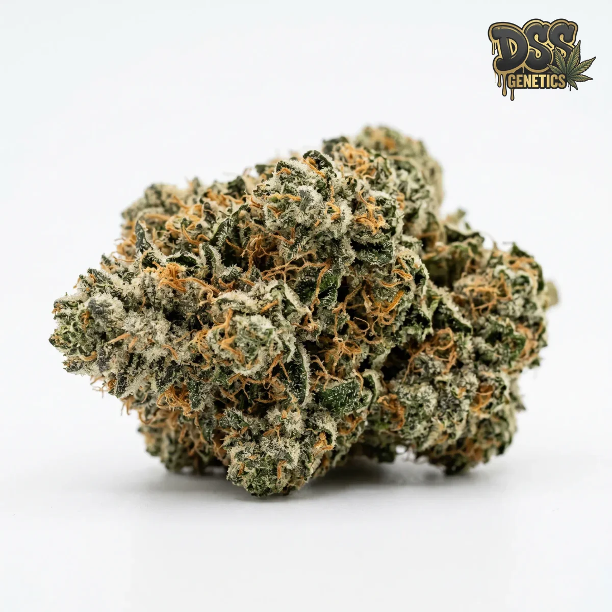 Monster Feminized Seeds cannabis seeds