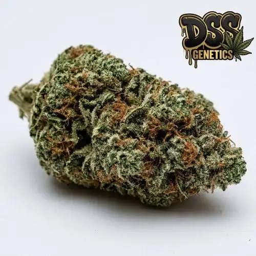 Mother Of All Buds grow guide