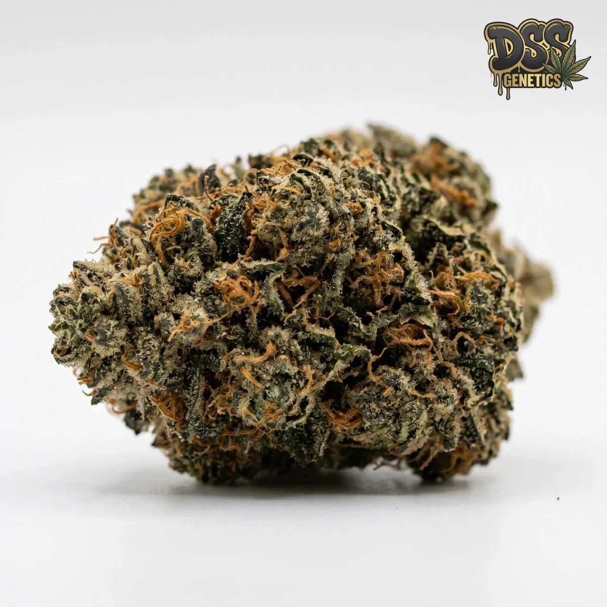 Mother Of All Buds grow guide