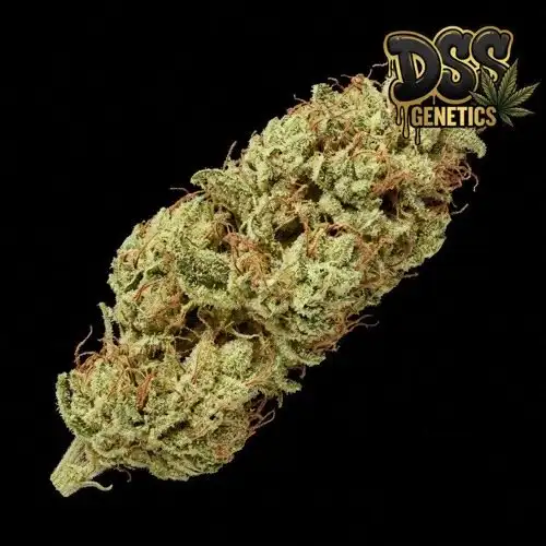 NYC Diesel Feminized Seeds cannabis seeds