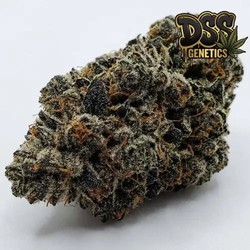 Nemesis Feminized Seeds cannabis seeds – Feminized strain