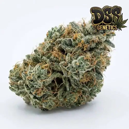 New York Power Diesel Feminized Seeds cannabis seeds
