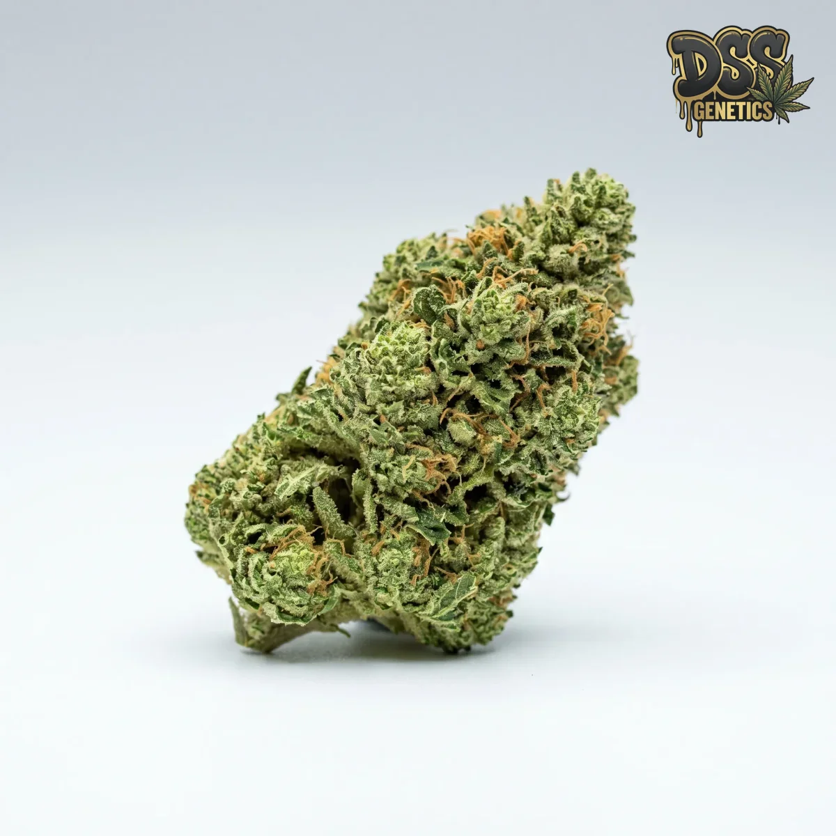 New York Power Diesel Feminized Seeds cannabis seeds
