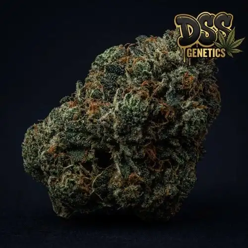 Northern Lights cannabis seeds