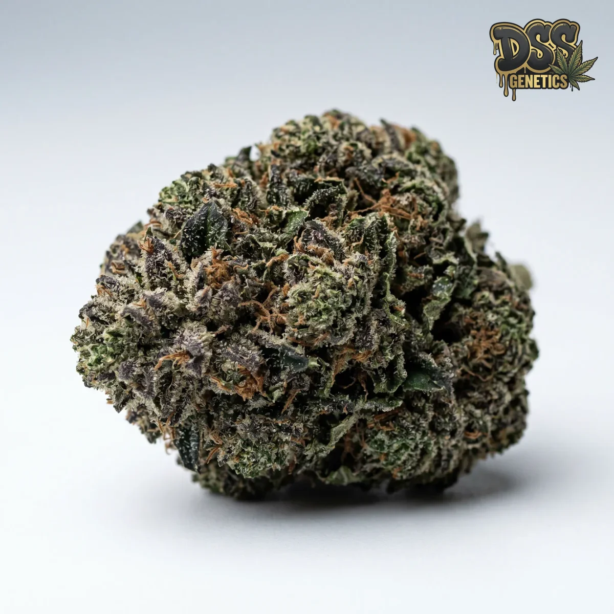 Northern Lights grow guide