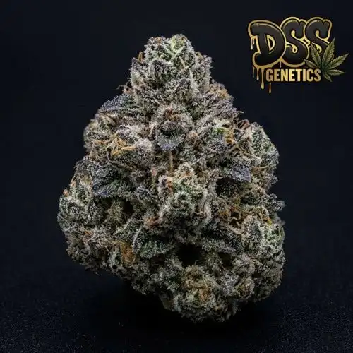 Northern Lights XTRM Feminized Seeds cannabis seeds