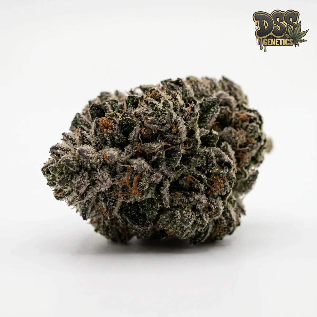 Northern Lights XTRM grow guide
