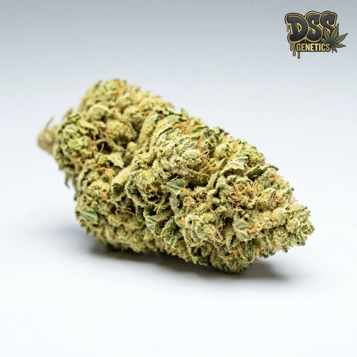 Northern Lights x Amnesia Haze Feminized Seeds cannabis seeds