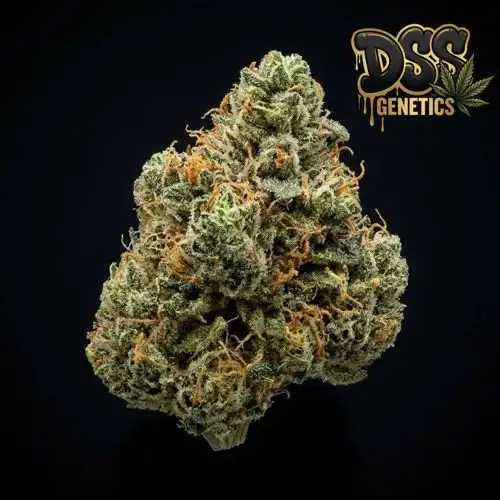 Northern Lights x Amnesia Haze Feminized Seeds cannabis seeds