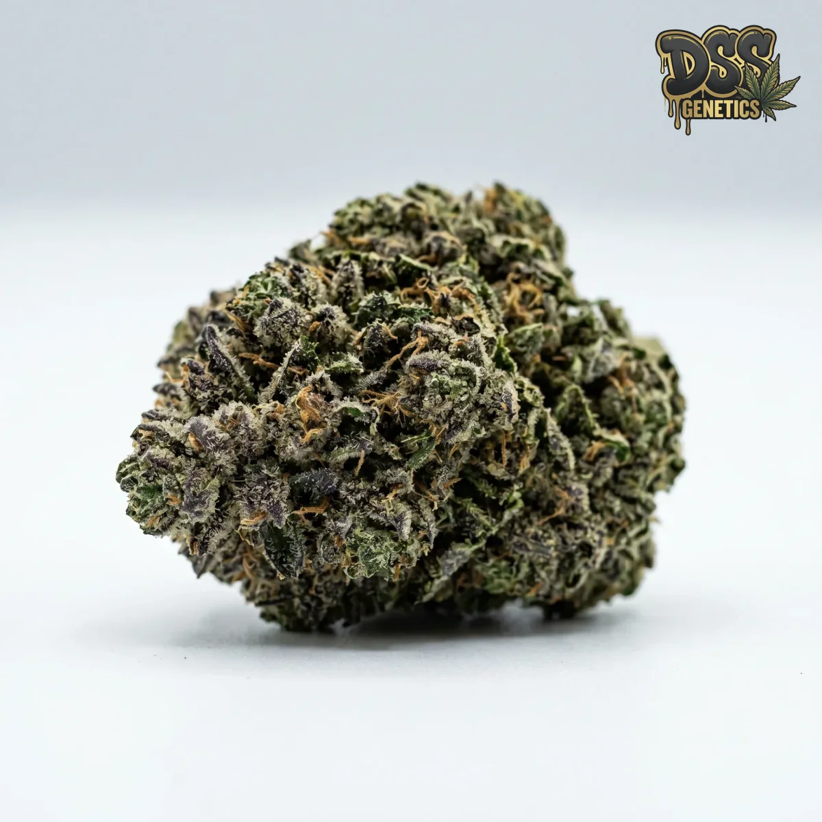 Northern Lights x Big Bud Feminized Seeds cannabis seeds