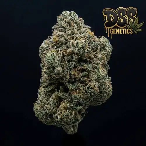 Northern Lights x Big Bud Feminized Seeds cannabis seeds – Feminized strain