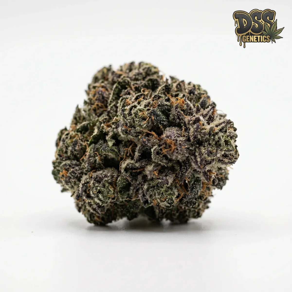 Northern Lights x Shiva grow guide
