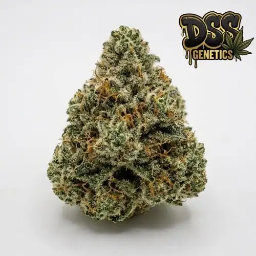 Northstar Feminized Seeds cannabis seeds