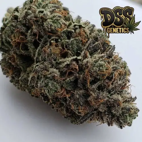 Nova OG Feminized Seeds cannabis seeds