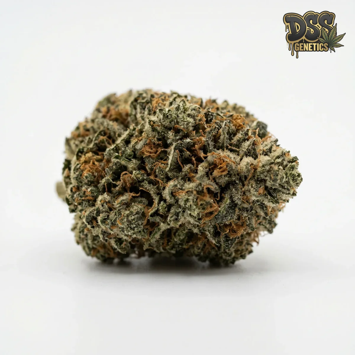 Nova OG Feminized Seeds cannabis seeds