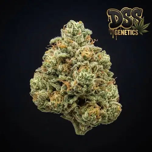 OG Kush Autoflower Seeds cannabis seeds