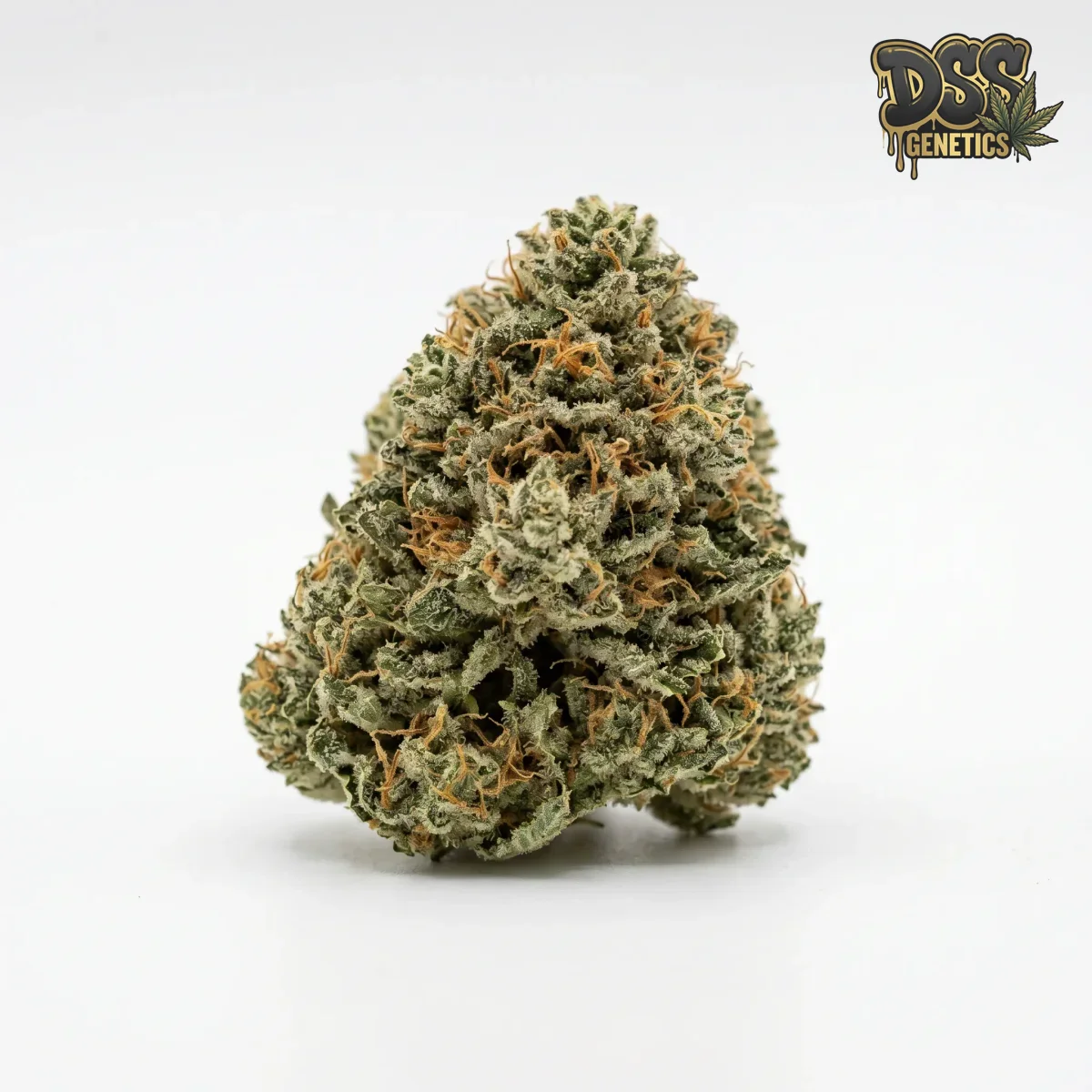 OG Kush Autoflower Seeds grow guide