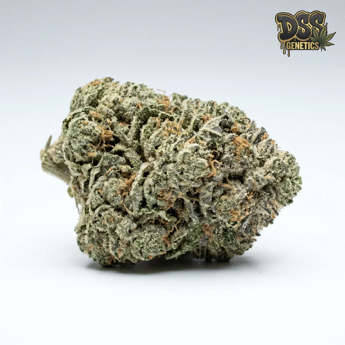 OG Kush Feminized Seeds cannabis seeds