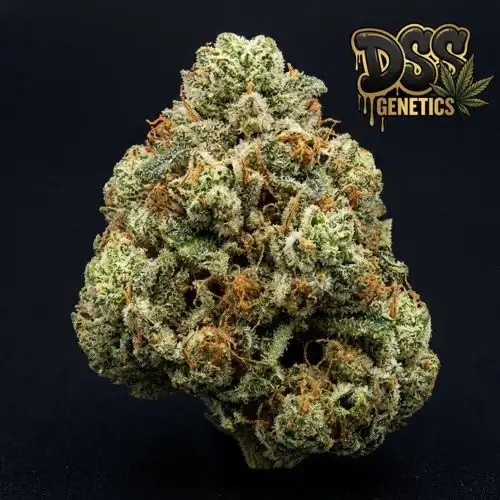 OG Kush Feminized Seeds cannabis seeds – Feminized strain