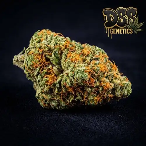 Orange Bud Feminized Seeds cannabis seeds