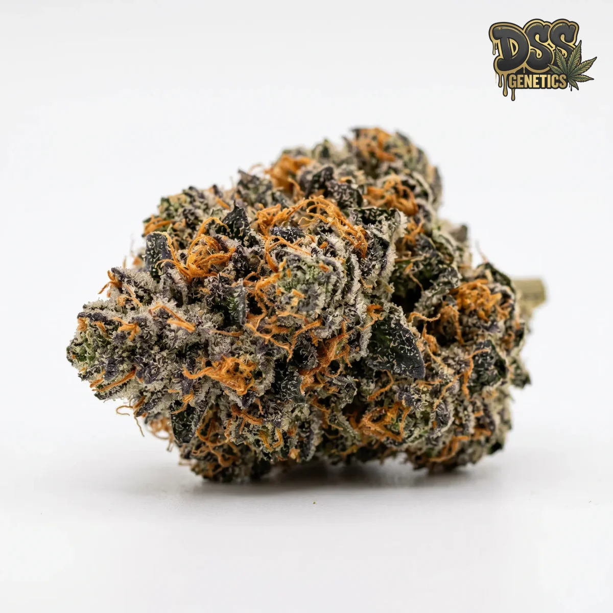 Orange Cookies grow guide
