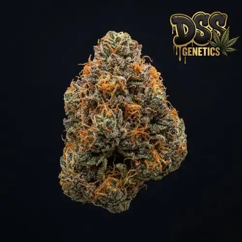 Orange Kush Feminized Seeds cannabis seeds – Feminized strain