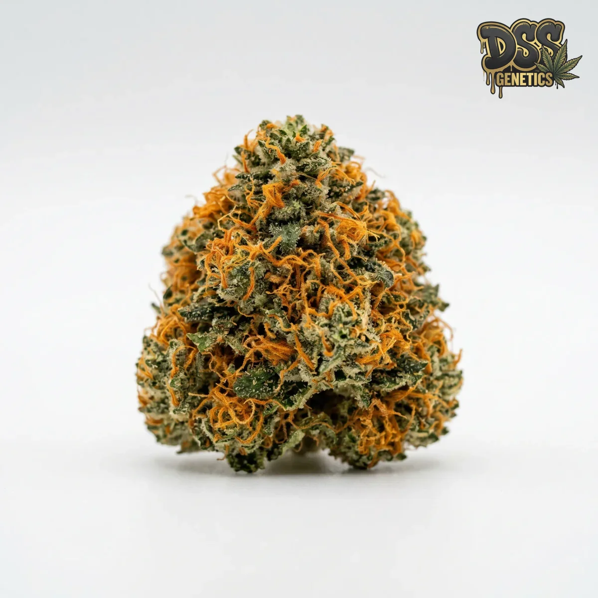 Orange Kush grow guide