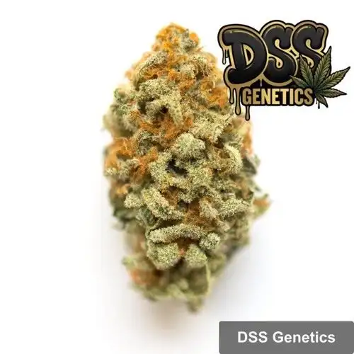 Panama Red Feminized Seeds cannabis seeds