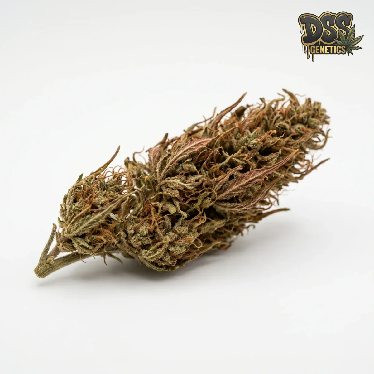 Panama Red Feminized Seeds cannabis seeds