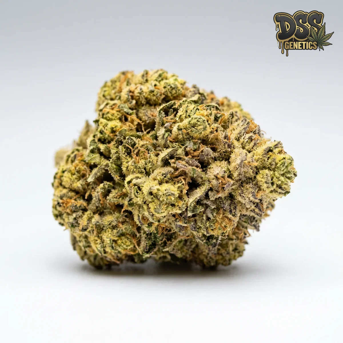 Papaya Feminized Seeds cannabis seeds